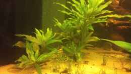 aquarium-von-christian-wittling-diskus-becken_Hygrophila stricta