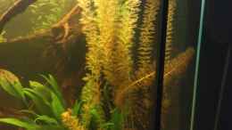 aquarium-von-christian-wittling-diskus-becken_Myriophyllum mattogrossense