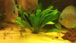 aquarium-von-christian-wittling-diskus-becken_Echinodorus bleheri