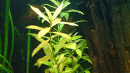 aquarium-von-brownson-juwel-rio-240-becken-existiert-nicht-mehr_hygrophila polysperma