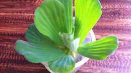 aquarium-von-gguardiann-big-buddies-of-south-america-nur-noch-beispiel_Die Muschelblume (Pistia stratiotes) ist sehr empfindlich ge