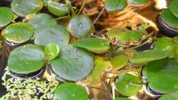 aquarium-von-gguardiann-big-buddies-of-south-america-nur-noch-beispiel_Schwimmpflanzenteppich, bestehend aus südamerikanischem F