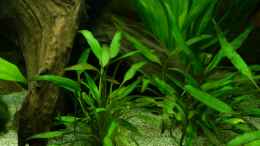 aquarium-von-nokoeh-mein-panorama-becken_Cryptocoryne x willisii 30.12.12