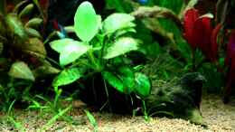 aquarium-von-sue-villa-kunterbunt_Anubias nana auf Wurzel