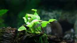 aquarium-von-sue-villa-kunterbunt_...Anubias Nana...