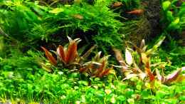 aquarium-von--serok--375l-riparium_