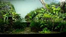 aquarium-von--serok--375l-riparium_Siegerfoto AGA 2011