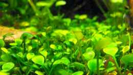 aquarium-von--serok--375l-riparium_