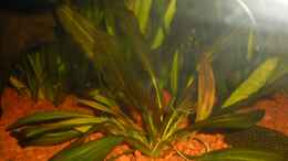 aquarium-von-stefan-kinter-aequidens-rivulatus_Echinodorus Red Rubin