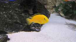 Foto mit Labidochromis cerulaeus Yellow Bock