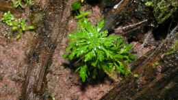 aquarium-von-bojo-heimatbecken_Limnophila sessiliflora, dahinter sieht man Pogostemon erect