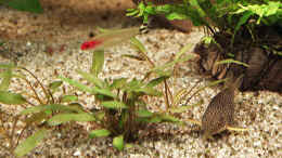 aquarium-von-klaus-kastl-becken-1743_Cryptocoryne wendtii (14.10.08)