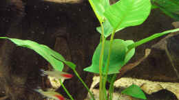 aquarium-von-klaus-kastl-becken-1743_Anubias hastifolia (05.10.08)