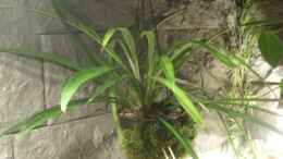 aquarium-von-miguel-fuzzles-home-nur-noch-als-beispiel_Chlorophytum comosum mit 2 Ableger