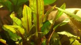 aquarium-von-miguel-fuzzles-home-nur-noch-als-beispiel_Cryptocoryne wendtii Mi Oya