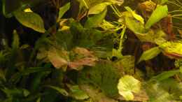 aquarium-von-max-wolf-asiatische-gruene-hoelle-nicht-mehr-existent_Nymphea lotus, Cryptocoryne wendtii (?); Hygrophila corymbos