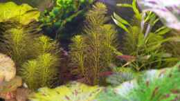 aquarium-von-max-wolf-asiatische-gruene-hoelle-nicht-mehr-existent_Rotala spec. Vietnam (im Hintergrund)