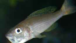 aquarium-von-ingo-www-tanganjikasee-aquarium-de_Cyprichromis leptosoma mit Jungtiere im Maul