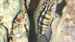 Foto mit Julidochromis marlieri in seinem Versteck