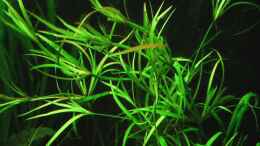 aquarium-von-lucie-becken-17586_13.02.2011 Juncus repens