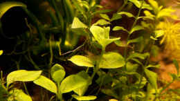 aquarium-von-ralf64-dreamworld-nt_Bacopa australis