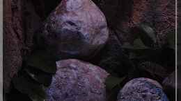 aquarium-von-ellis-tanganjika-shells-rock-aufgeloest_Pflanzen (2) - weitere Anubias...