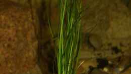 aquarium-von-didi-great-rift---nur-noch-beispiel_Vallisneria