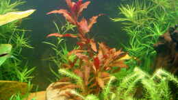 aquarium-von-susanne-kruse-nr-2_Alternanthera reinecki Rot