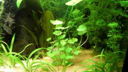 aquarium-von-susanne-kruse-nr-2_Hydrocotyle leucocephala