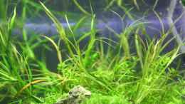 aquarium-von-arami-gurami-a-rolling-stone-gathers-no-moss_Juncus repens