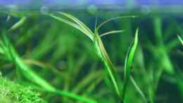 aquarium-von-arami-gurami-a-rolling-stone-gathers-no-moss_Juncus repens, einzelner Halm