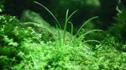 aquarium-von-arami-gurami-a-rolling-stone-gathers-no-moss_Echinodorus tenellus