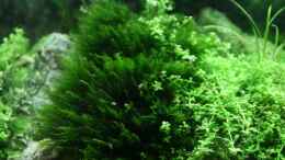 aquarium-von-arami-gurami-a-rolling-stone-gathers-no-moss_Fissidens fontanus