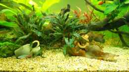 aquarium-von-fisch89-ein-schoenes-miteinander_Cryptocoryne wendtii `brown