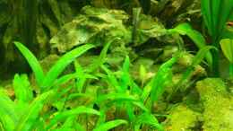 aquarium-von-fisch89-ein-schoenes-miteinander_Cryptocoryne