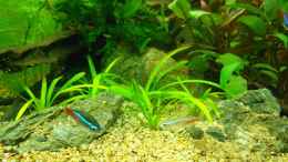 aquarium-von-fisch89-ein-schoenes-miteinander_Sagittaria subulata