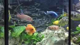 aquarium-von-sumsum0476-becken-17725_