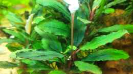 aquarium-von-max-wolf-borneo-suedostasien-so-nicht-mehr-existent_Bucephalandra spec