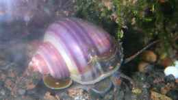 aquarium-von-christina-gessner-becken-1777_Apfelschnecke lila