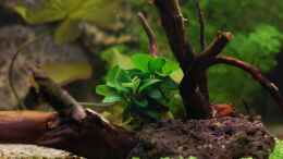 aquarium-von-voyagerz-my-aquaspace-2-0_Anubia auf Wurzel