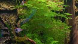 aquarium-von-voyagerz-my-aquaspace-2-0_So einiges andere auch...