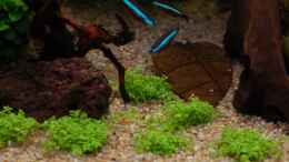 aquarium-von-voyagerz-my-aquaspace-2-0_Bodendecker der hoffentlich gut angeht...