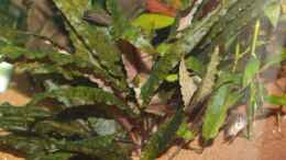 aquarium-von-michael-deckers-juwel-rio-125_Cryptocoryne wendtii 