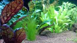 aquarium-von-mike-schl--eheim-mp-scubaline120_