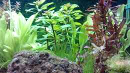 aquarium-von-mike-schl--eheim-mp-scubaline120_