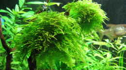 aquarium-von-squarefish-ein-versuch-von-dschungel---_Christmas Moss (Vesicularia montagnei)