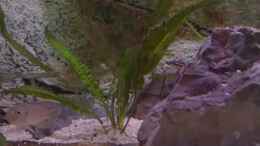 aquarium-von-capitan-hook-tanganjikabecken_Cryptocoryne beckettii petchii