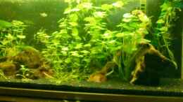 aquarium-von-launebaer-suedamerika_Hydrocotyle leucocephala