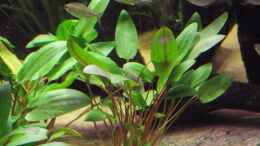 aquarium-von-dr--manhattan-westafrika-style-aufgeloest_Cryptocoryne wendtii grün