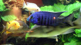 aquarium-von-bernd-niehoff-becken-1799_Copadichromis azureus